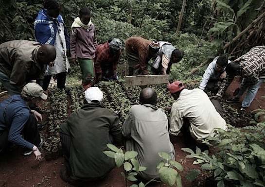 green-belt-movement-624x441 (2)