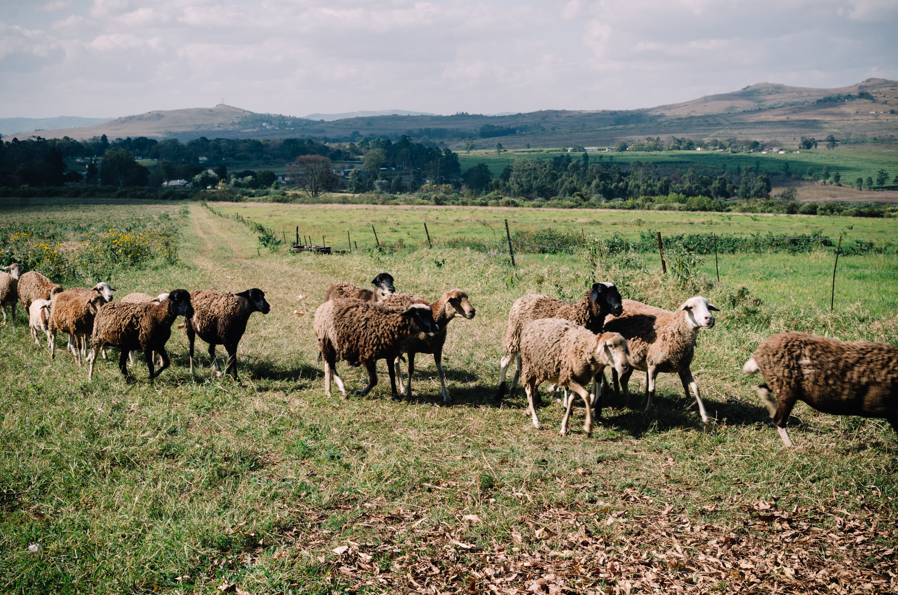 Malkerns - Swaziland