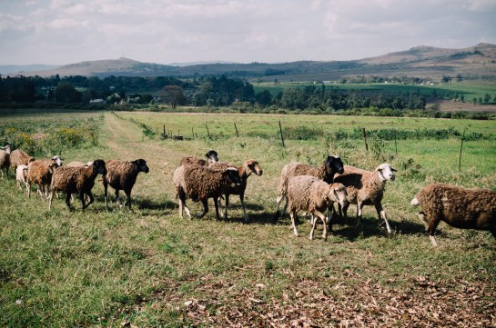 Malkerns - Swaziland