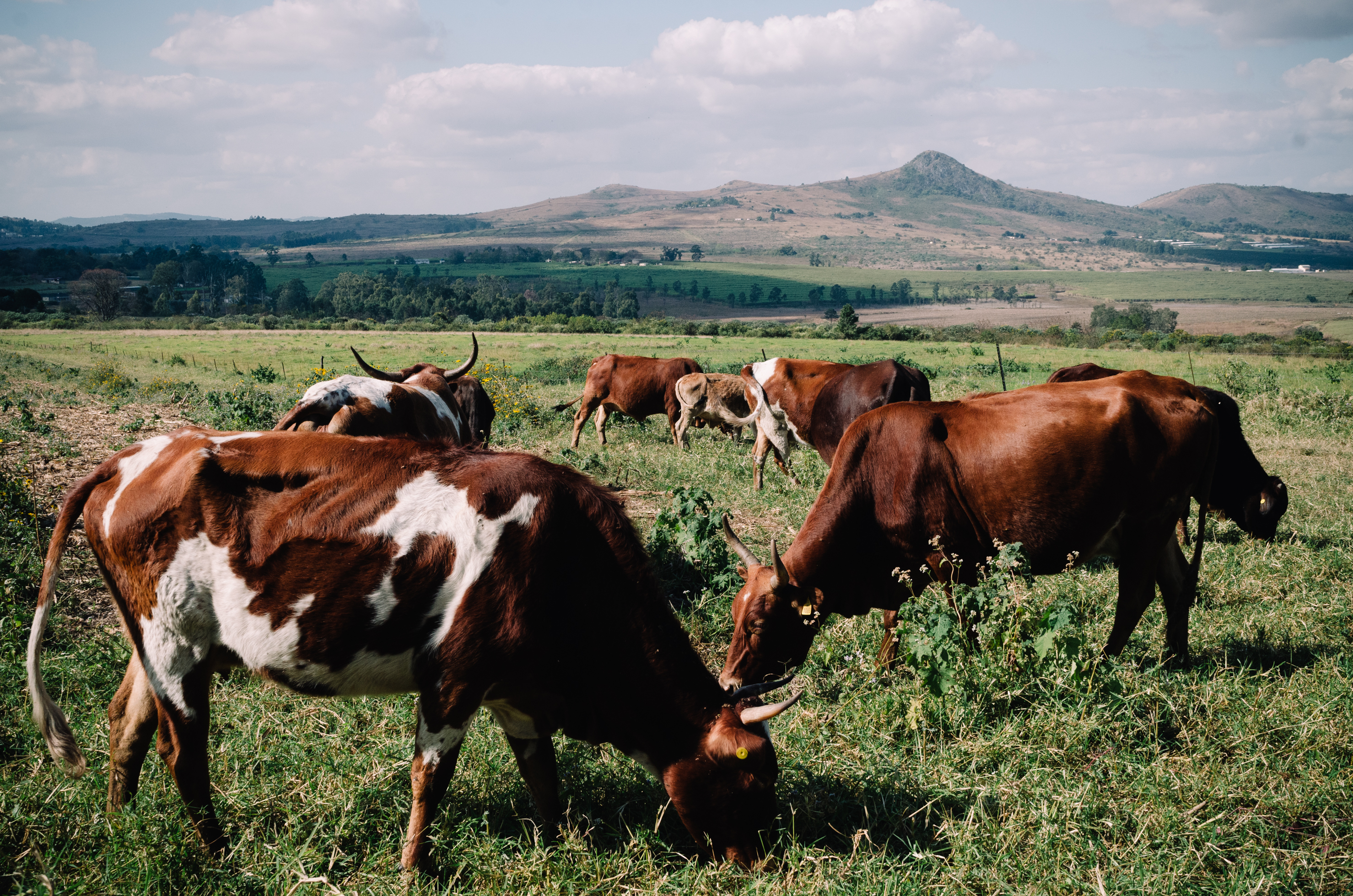 Malkerns - Swaziland